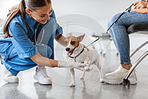 Vet examining a happy dog in clinic