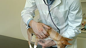 Vet examining little dog in her office