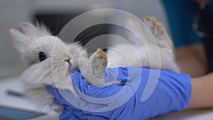 Vet examining rabbit foot for sprains, diagnostics of pododermatitis, arthritis