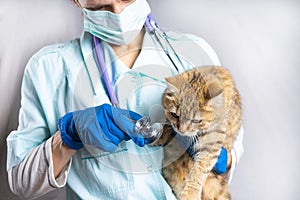 A vet girl holds a gray cat in her arms and listens to its breathing with a stethoscope. Treatment of pets at home