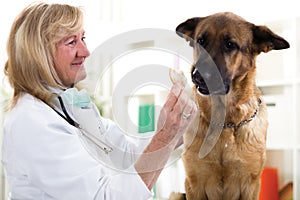 Vet gives a piece of meat German shepherd