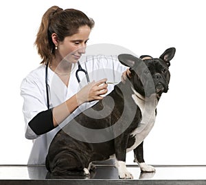 Vet giving an injection to a Crossbreed dog