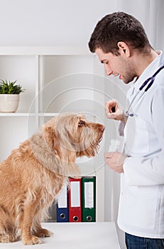 Vet giving medicament to dog photo