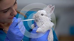 Vet giving rabbit medications with pipette, antibiotics or anthelmintic drugs photo