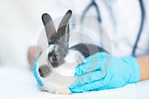 Vet in glovers examines the cute baby rabbit in the clinic. small bunny treatment. pet at the veterinarian. health care