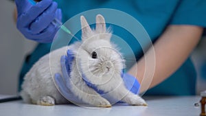 Vet hand giving injection to bunny, pet vaccination against rabies, tetanus