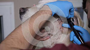 Vet hands examining retriever`s ear with otoscope