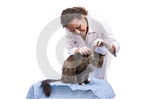 Vet have a medical examination a cat