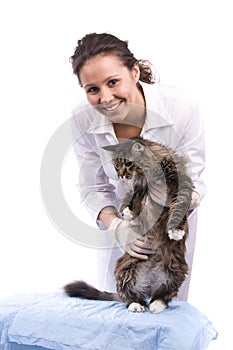 Vet have a medical examination a cat