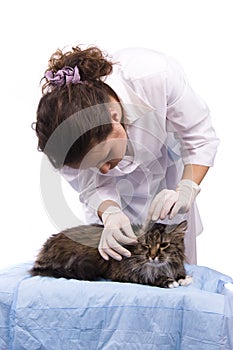 Vet have a medical examination a cat