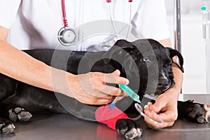 Vet with his dog American Staffordshire