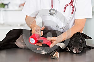 Vet with his dog American Staffordshire