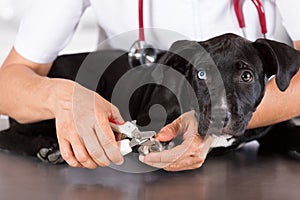 Vet with his dog American Staffordshire