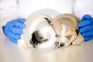 Vet holding a couple of cute puppies. Cute newborn dog is sleeping. Care and treatment in a vet clinic