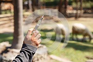 The vet holding syringe for give vaccine to a sheep in his farm, agriculture and livestock concept