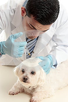 Vet inserting a needle syringe into pet