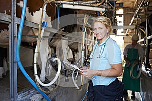 Vet Inspecting Cattle Whilst They Are Being Milked