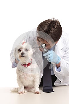 Vet inspecting dogs ears