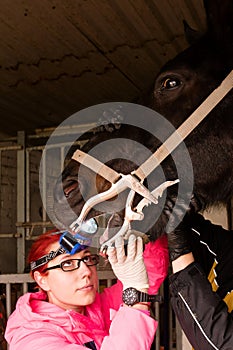 Vet inspecting horse\'s teeth with dental tool