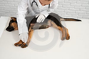 Vet in latex gloves examining dog paw.