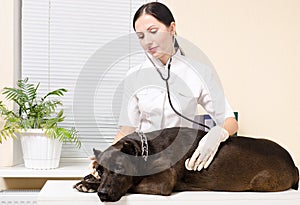 Vet listens stethoscope dog