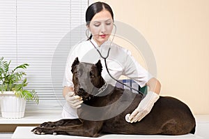 Vet listens stethoscope Staffordshire Terrier