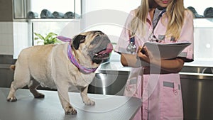 The vet is making notes after cheking up the pug dog