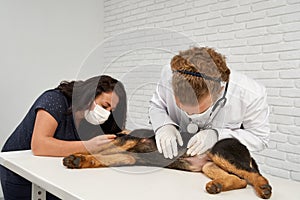 Vet and nurse taking care of German Shepherd.