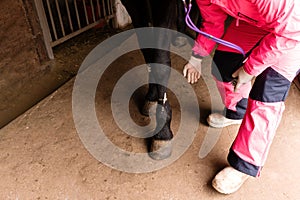 Vet palpating black horse's lower leg