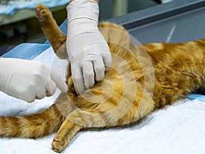 Vet performs surgery to sterilize a red cat