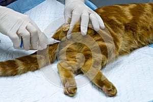 Vet performs surgery to sterilize a red cat