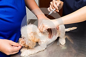 Vet preparing to vaccinate a puppy