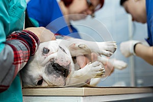 Vet puts a catheter on the dog at the veterinary clinic.