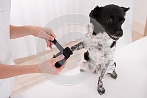 Vet Putting Bandage On Dog`s Paw