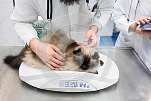 Vet putting cat on scale to measure her weights