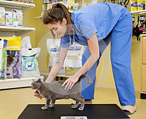 Vet putting cat on the weight scale at veterinarian clinic.