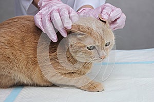 At the vet`s. The ear of a red cat is examined by a veterinarian