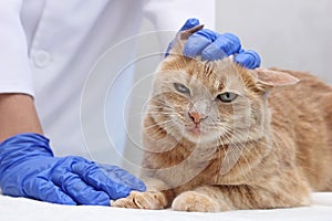 At the vet`s.The ear of a red cat is examined by a veterinarian. Preventive inspection of pets