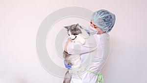In the vet`s office. A veterinarian in a white coat and blue medical gloves, holding a Maine Coon cat in his arms.