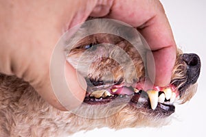 Vet showing pet dog teeth coated with plaque and tar