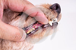 Vet showing pet dog teeth coated with plaque and tar