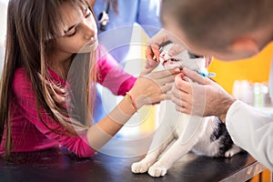 Vet specialist checking cat's mouth and teeth in vet clinic