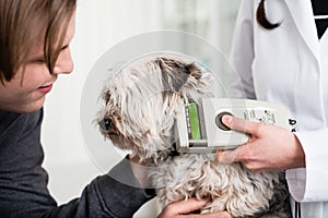 Vet specialist examining sick dog in clinic