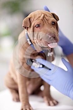 Vet with a stethoscope examines Shar Pei dog