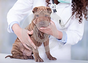 Vet with a stethoscope examines Shar Pei