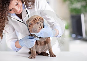 Vet with a stethoscope examines the Shar Pei dog