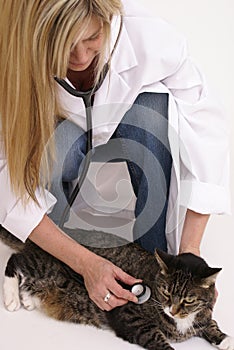 Vet and tabby cat