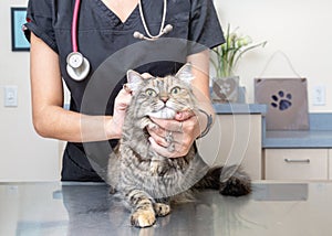 Vet Tech With Cat on Exam Table