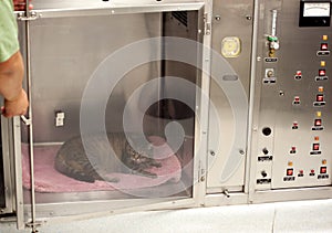 Vet technician opens door to oxygen tank