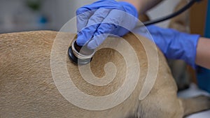 Vet therapist examining dog with stethoscope at animal clinic, pet health care